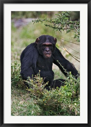 Framed Chimpanzee, Sweetwater Chimpanzee Sanctuary, Kenya Print