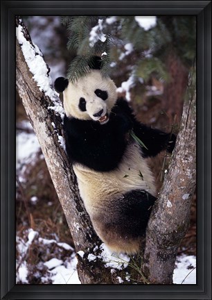 Framed China, Giant Panda Bear, Wolong Nature Reserve Print