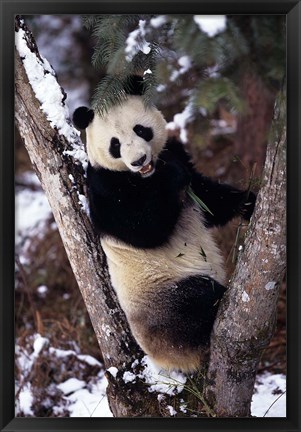 Framed China, Giant Panda Bear, Wolong Nature Reserve Print