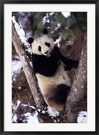 Framed China, Giant Panda Bear, Wolong Nature Reserve Print
