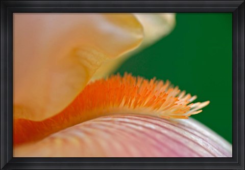 Framed Close-up of hybrid Bearded Iris flower, Louisville, KY Print