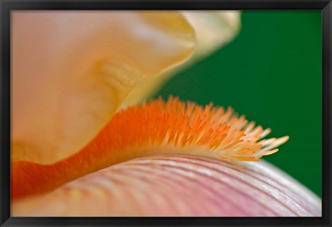 Framed Close-up of hybrid Bearded Iris flower, Louisville, KY Print