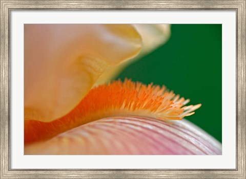 Framed Close-up of hybrid Bearded Iris flower, Louisville, KY Print