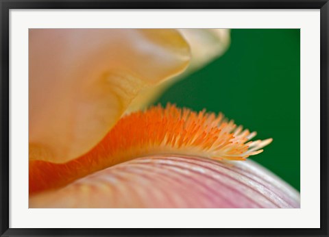 Framed Close-up of hybrid Bearded Iris flower, Louisville, KY Print