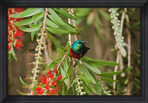 Framed Eastern Double-Collared Sunbird, Nyeri, Kenya Print