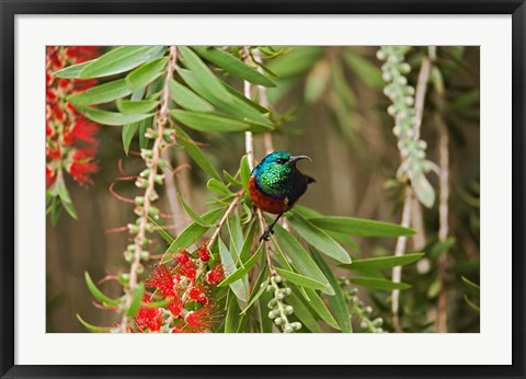 Framed Eastern Double-Collared Sunbird, Nyeri, Kenya Print