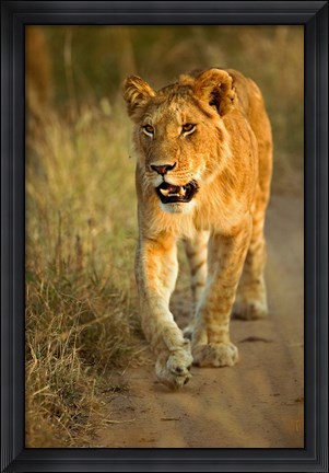 Framed Female Lion Walking At Sunset, Masai Mara, Kenya Print