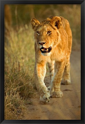 Framed Female Lion Walking At Sunset, Masai Mara, Kenya Print