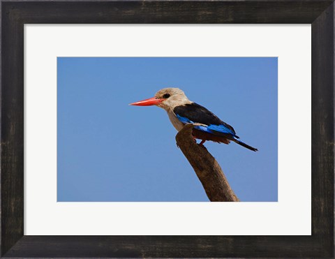 Framed Grey-headed Kingfisher, Samburu Game Reserve, Kenya Print