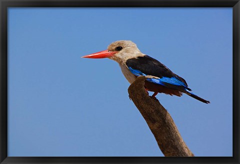 Framed Grey-headed Kingfisher, Samburu Game Reserve, Kenya Print