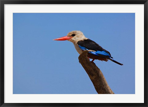 Framed Grey-headed Kingfisher, Samburu Game Reserve, Kenya Print