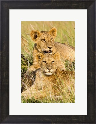 Framed Group of lion cubs, Panthera leo, Masai Mara, Kenya Print