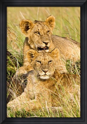 Framed Group of lion cubs, Panthera leo, Masai Mara, Kenya Print