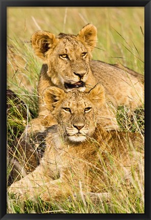 Framed Group of lion cubs, Panthera leo, Masai Mara, Kenya Print