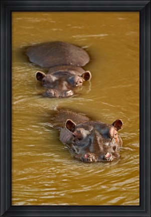 Framed Hippopotamus in river, Masai Mara, Kenya Print