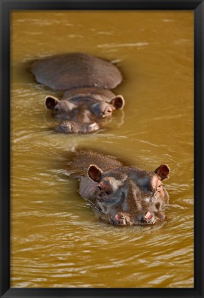 Framed Hippopotamus in river, Masai Mara, Kenya Print