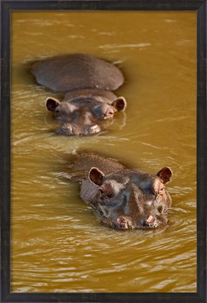 Framed Hippopotamus in river, Masai Mara, Kenya Print