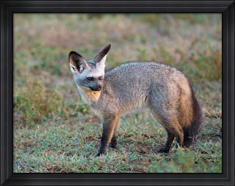 Framed Bat-eared Fox, Serengeti, Tanzania Print