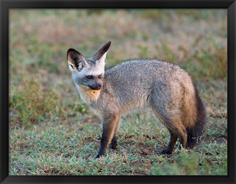 Framed Bat-eared Fox, Serengeti, Tanzania Print