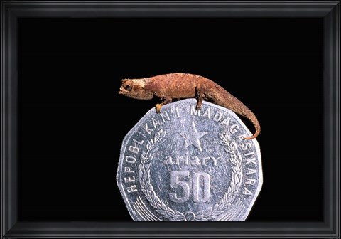 Framed Brookesia Chameleon, Masoala Peninsula, Madagascar Print