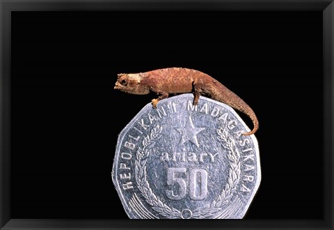 Framed Brookesia Chameleon, Masoala Peninsula, Madagascar Print