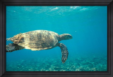 Framed Hawksbill Turtle, Mayotte Island, Comoros, Africa Print
