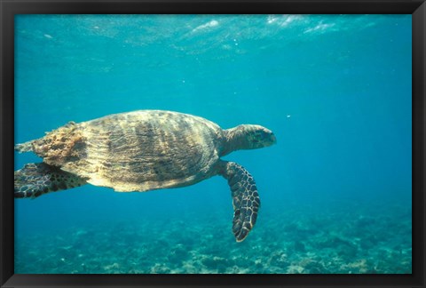 Framed Hawksbill Turtle, Mayotte Island, Comoros, Africa Print