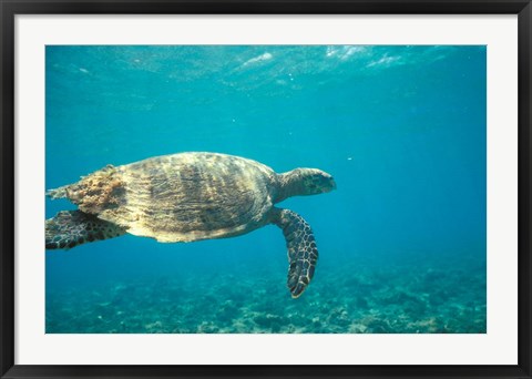 Framed Hawksbill Turtle, Mayotte Island, Comoros, Africa Print