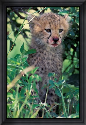 Framed Cheetah Cub, Masai Mara Game Reserve, Kenya Print