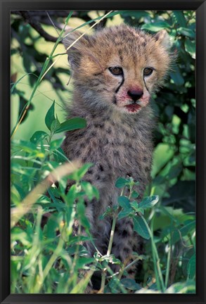 Framed Cheetah Cub, Masai Mara Game Reserve, Kenya Print