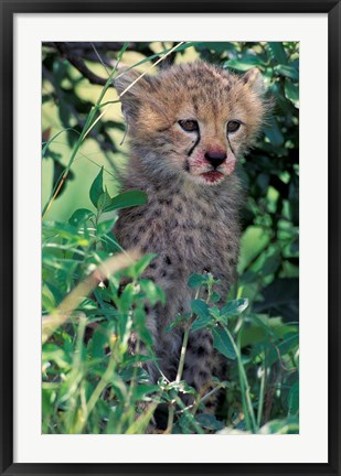 Framed Cheetah Cub, Masai Mara Game Reserve, Kenya Print