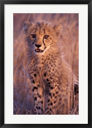 Framed Cheetah, Phinda Reserve, South Africa Print