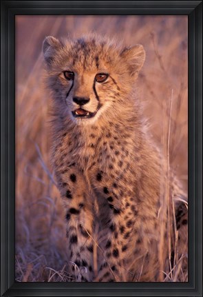 Framed Cheetah, Phinda Reserve, South Africa Print