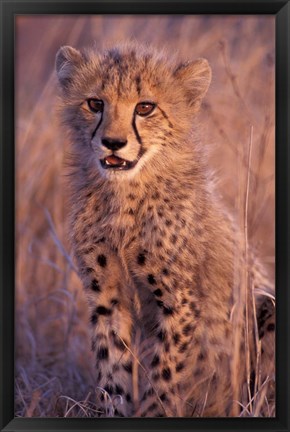 Framed Cheetah, Phinda Reserve, South Africa Print