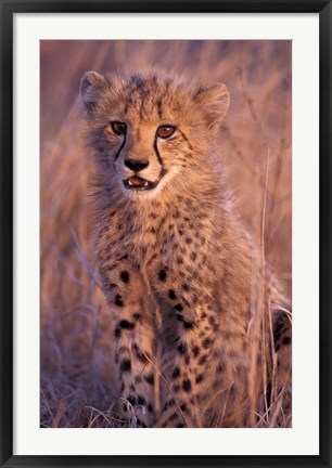 Framed Cheetah, Phinda Reserve, South Africa Print