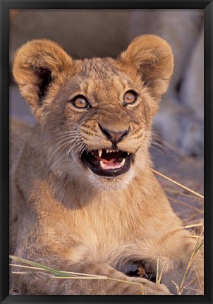 Framed Close-Up of Lion, Okavango Delta, Botswana Print