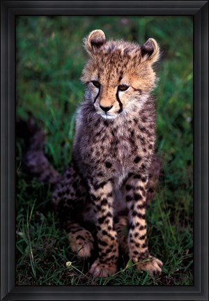 Framed Africa, Kenya, Masai Mara Game Reserve. Cheetah Cub Print