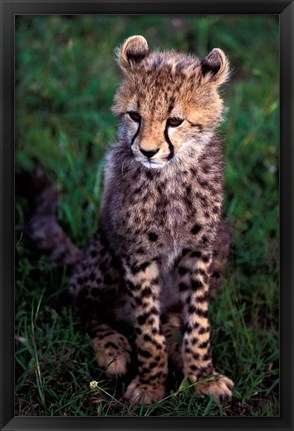 Framed Africa, Kenya, Masai Mara Game Reserve. Cheetah Cub Print