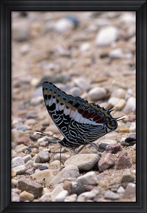 Framed Zebra Butterfly, Gombe National Park, Tanzania Print
