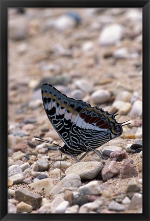 Framed Zebra Butterfly, Gombe National Park, Tanzania Print