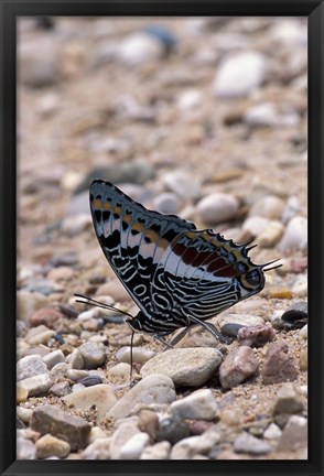 Framed Zebra Butterfly, Gombe National Park, Tanzania Print
