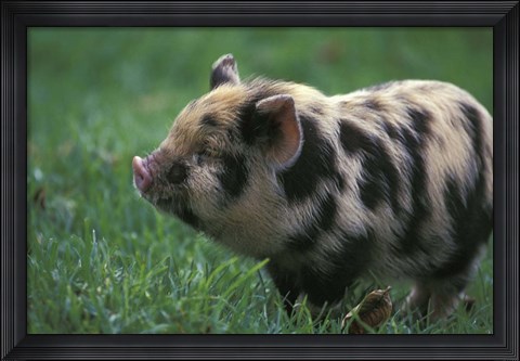 Framed Domestic Farmyard Piglet, South Africa Print