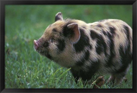 Framed Domestic Farmyard Piglet, South Africa Print