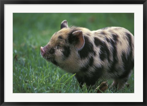 Framed Domestic Farmyard Piglet, South Africa Print