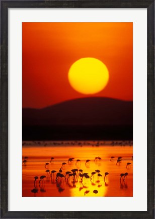 Framed Flock of Lesser Flamingos Reflected in Water at Sunrise, Amboseli National Park, Kenya Print