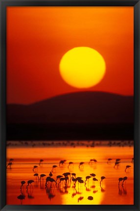 Framed Flock of Lesser Flamingos Reflected in Water at Sunrise, Amboseli National Park, Kenya Print