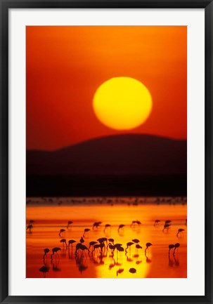 Framed Flock of Lesser Flamingos Reflected in Water at Sunrise, Amboseli National Park, Kenya Print