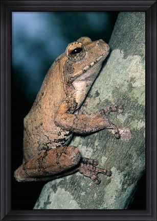 Framed Grey Frog, Kruger NP, South Africa Print