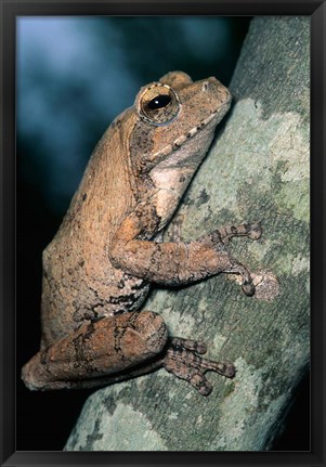 Framed Grey Frog, Kruger NP, South Africa Print