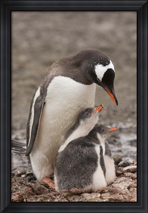 Framed Antarctica, Aitcho Island, Gentoo penguin Print